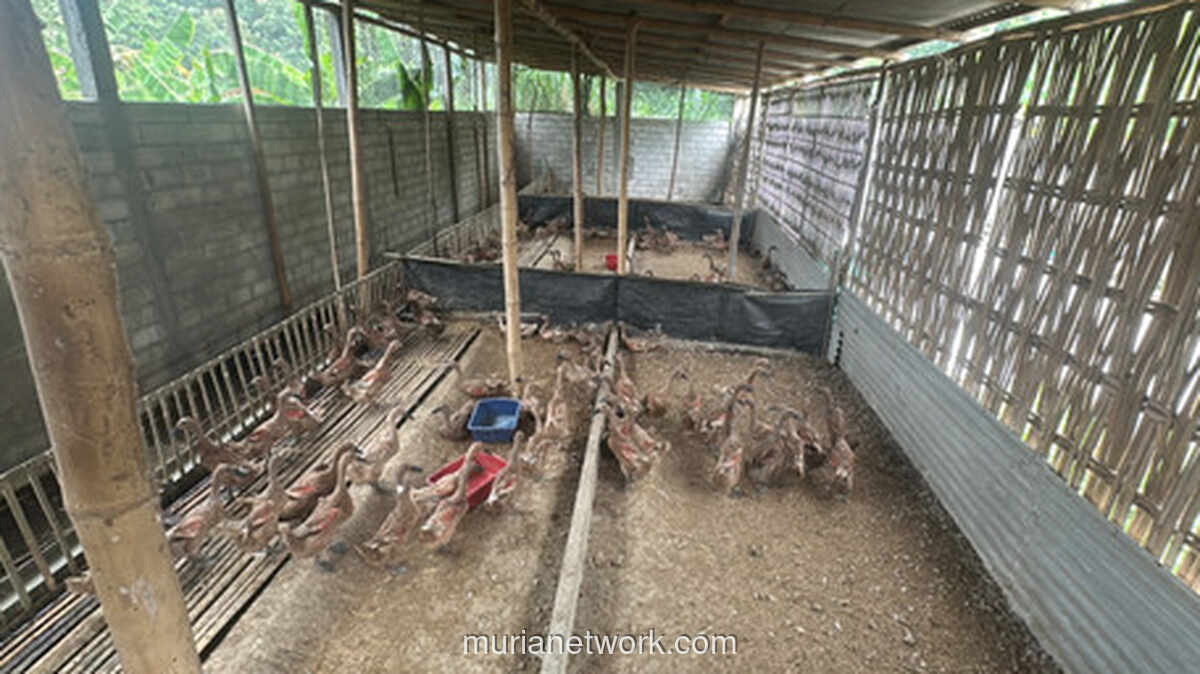 Dari Jualan 100 Butir ke Ribuan: Kisah Yayak dan Telur Asin yang Mengubah Nasib