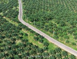 Stok Sawit Tembus Tertinggi 6,5 Tahun, Harga CPO Tertekan