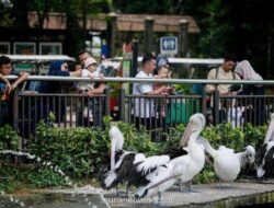Ragunan Diprediksi Diserbu 100 Ribu Pengunjung di Puncak Libur Nataru