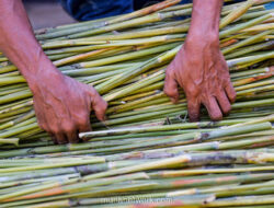 Sorgum Menyala: Dari Lahan Petani ke Energi Bersih PLN