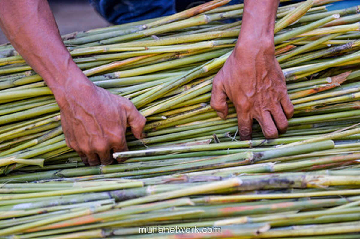 Sorgum Menyala: Dari Lahan Petani ke Energi Bersih PLN