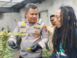 Kebun Ganja di Rumah Kontrakan Jombang Digerebek, Pelaku Terancam Hukuman Mati