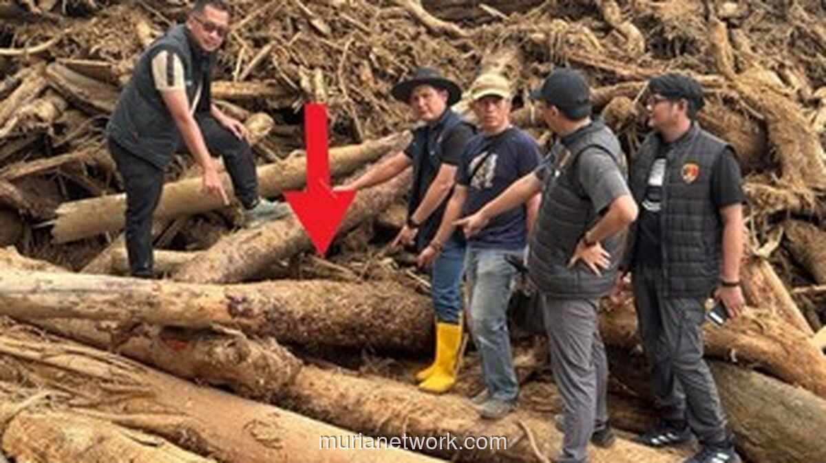 Banjir Garoga Bongkar Ratusan Gelondongan Kayu Ilegal