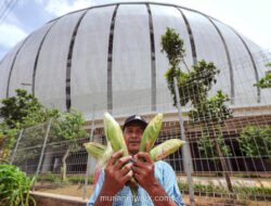 Dari Bayang Stadion Megah, Jagung Warga Rusun Mulai Berbuah