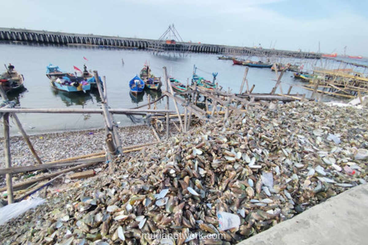 Gunungan Cangkang Kerang di Pesisir Jakarta Ancam Kesehatan dan Lingkungan