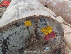 Ribuan Kayu Gelondongan Berlabel Kemenhut Serbu Pantai Lampung, Ternyata Ini Penyebabnya