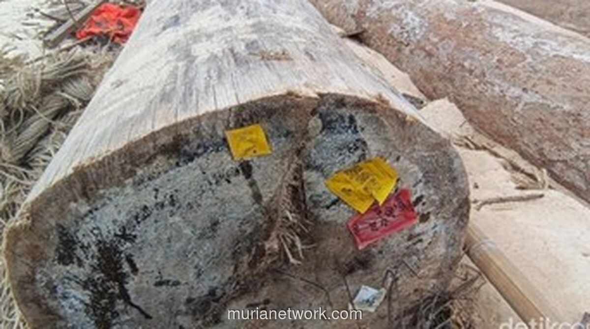 Ribuan Kayu Gelondongan Berlabel Kemenhut Serbu Pantai Lampung, Ternyata Ini Penyebabnya