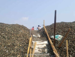 Gunungan Cangkang Kerang di Kalibaru: Janji Penanganan dan Bau yang Tak Kunjung Sirna