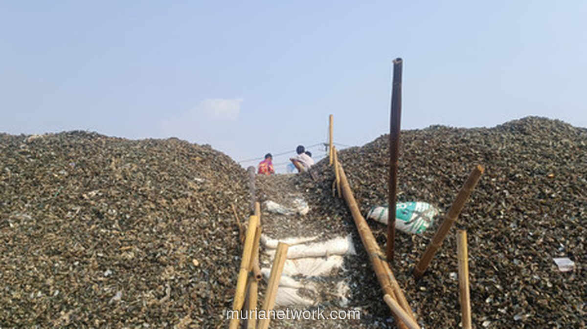 Gunungan Cangkang Kerang di Kalibaru: Janji Penanganan dan Bau yang Tak Kunjung Sirna
