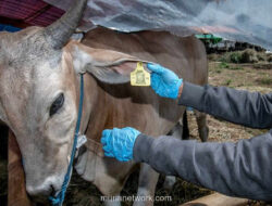Kakek di Pacitan Tewas Diseruduk Sapi Peliharaan Sendiri