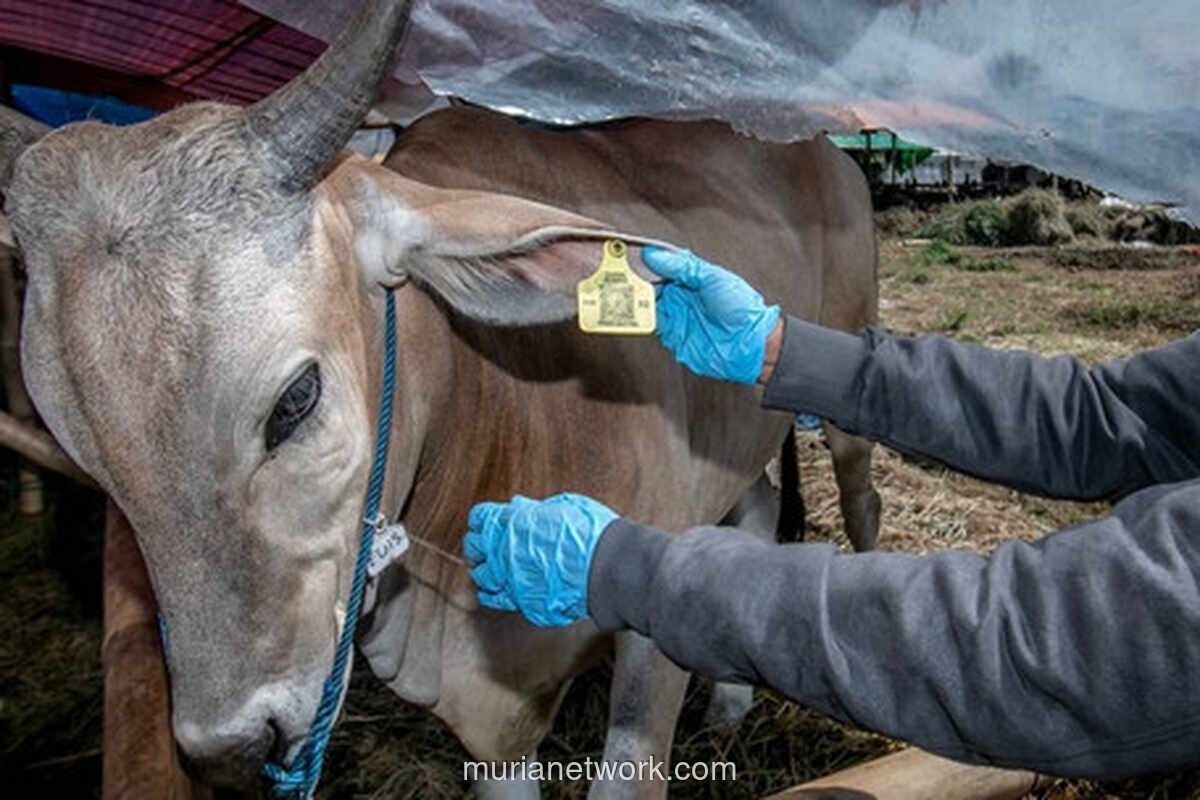 Kakek di Pacitan Tewas Diseruduk Sapi Peliharaan Sendiri