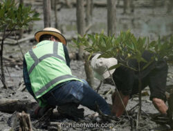 PTBA dan Warga Lampung Timur Tanam 20.000 Bibit Mangrove untuk Pulihkan Pesisir