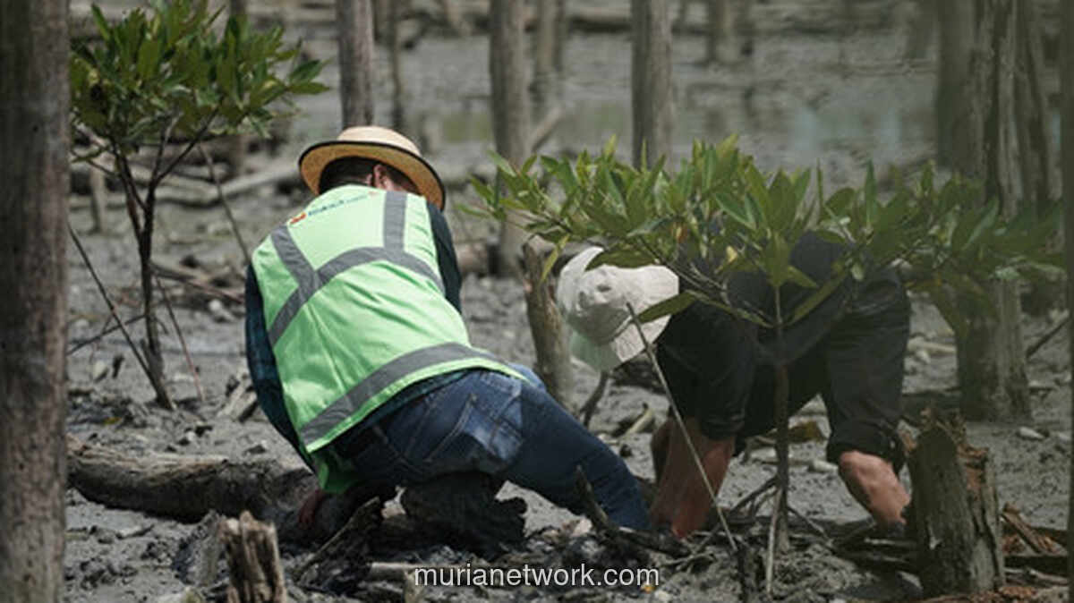 PTBA dan Warga Lampung Timur Tanam 20.000 Bibit Mangrove untuk Pulihkan Pesisir