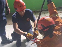 Kobra Indukan Bersarang di Dapur, Damkar Gunungkidul Bergerak Cepat