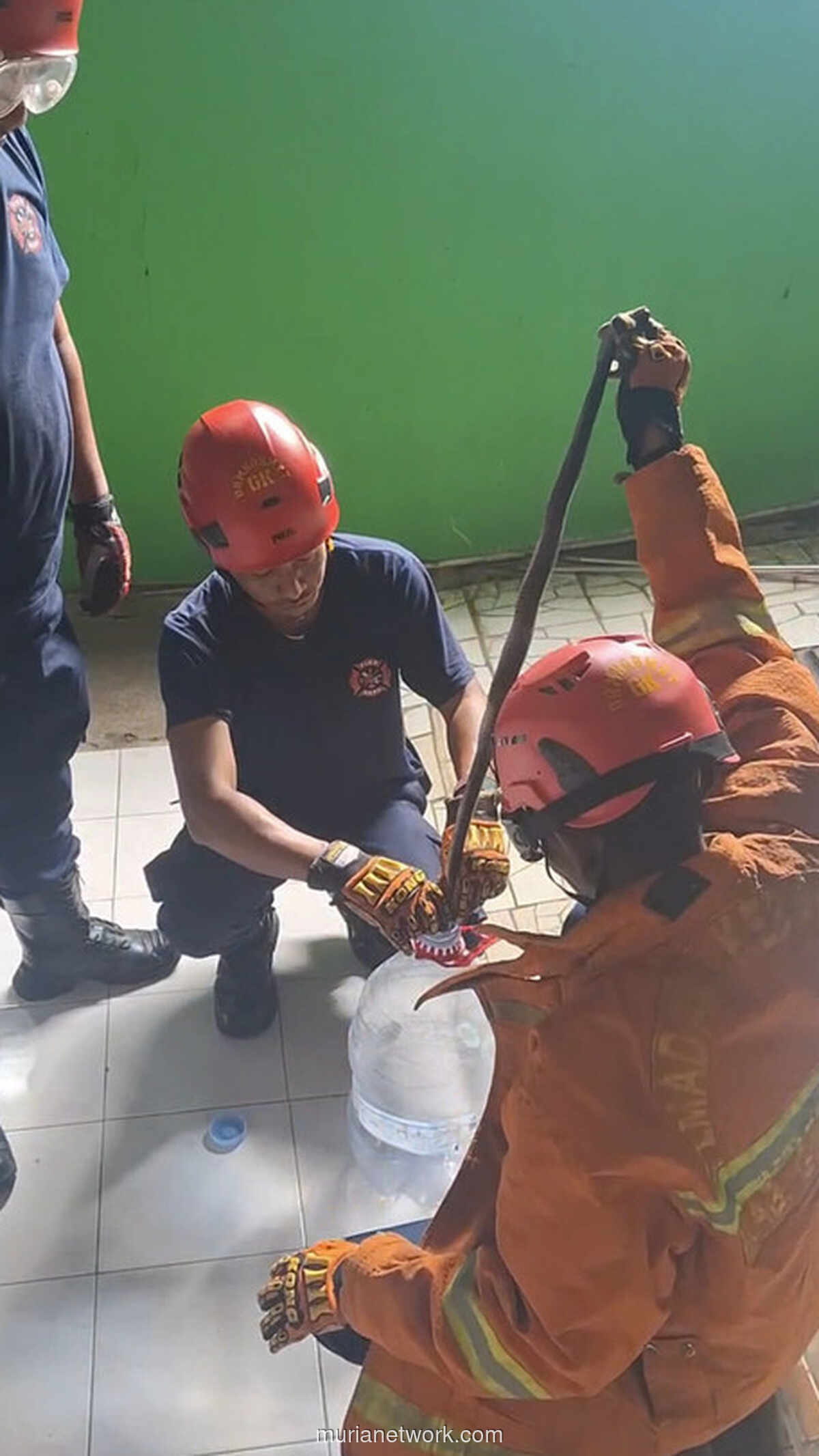 Kobra Indukan Bersarang di Dapur, Damkar Gunungkidul Bergerak Cepat