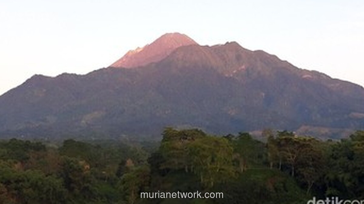 Pendaki Ilegal Ditemukan Lemas di Lereng Merapi, Satu Lagi Masih Dicari