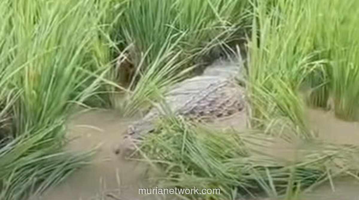 Buaya Besar Menggemparkan Warga di Sawah Bantargebang