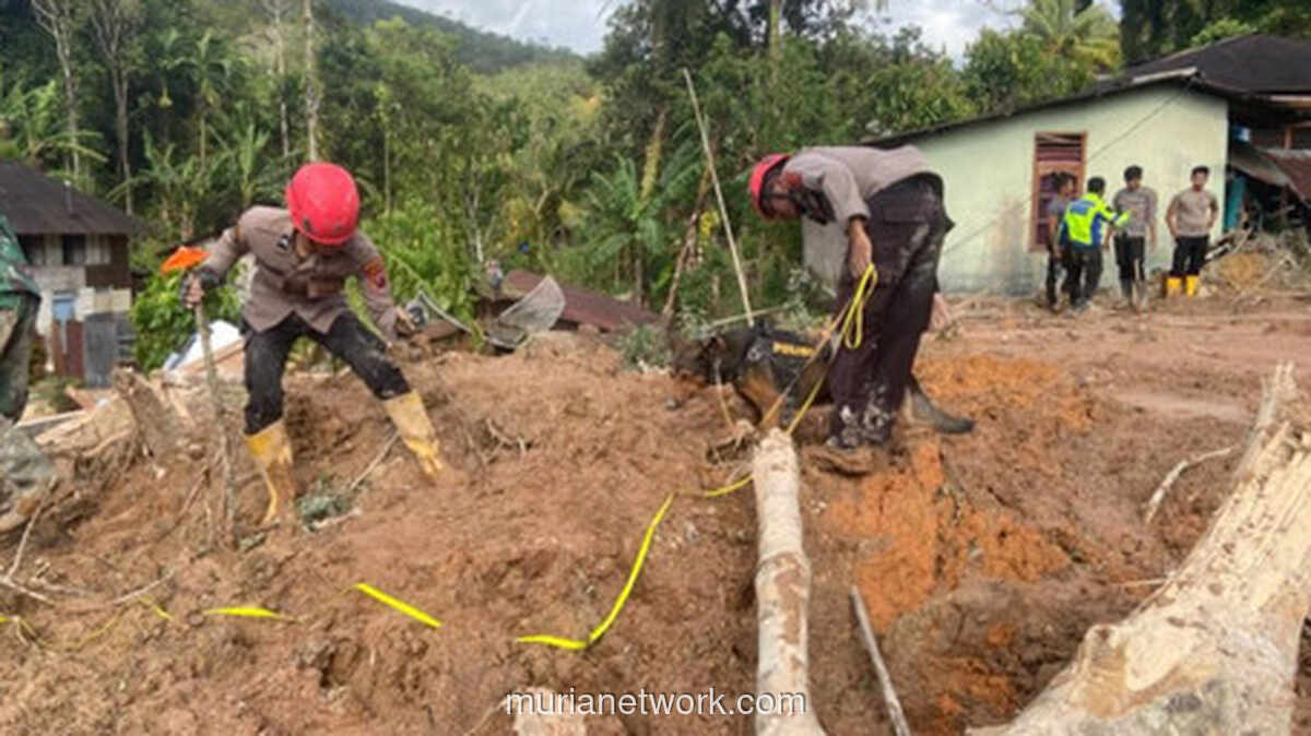 Aslan, Anjing Pelacak yang Menemukan Harapan di Tengah Reruntuhan Tapanuli
