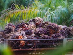 Harga CPO Anjlok ke Level Terendah Sejak Juni, Ekspor Malaysia Merosot