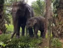 Virus EEHV Tewaskan Laila, Anak Gajah Sumatera di Riau