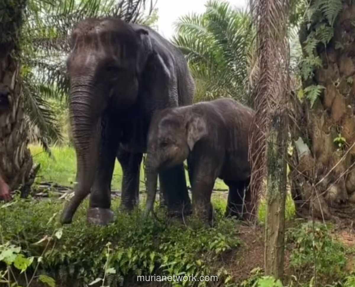 Virus EEHV Tewaskan Laila, Anak Gajah Sumatera di Riau