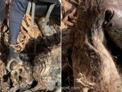 Tragedi di Tengah Bencana: Orangutan Tapanuli Tewas Tertimbun Kayu