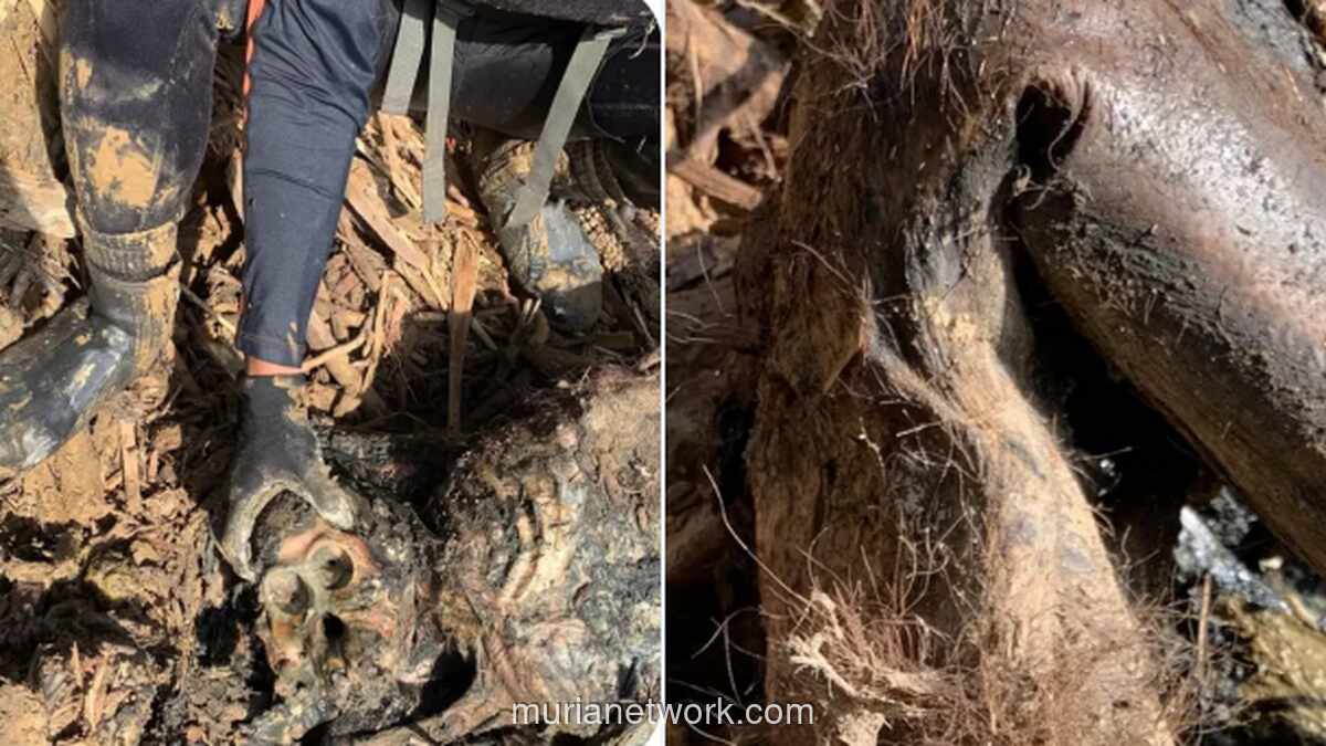 Tragedi di Tengah Bencana: Orangutan Tapanuli Tewas Tertimbun Kayu