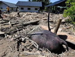 Raja Juli Antoni dan Ujian Nyata di Balik Lambang Gajah PSI