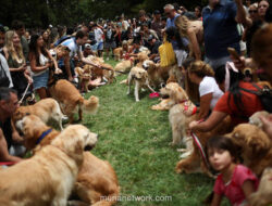 Gelombang Emas Golden Retriever Serbu Buenos Aires untuk Rekor Dunia