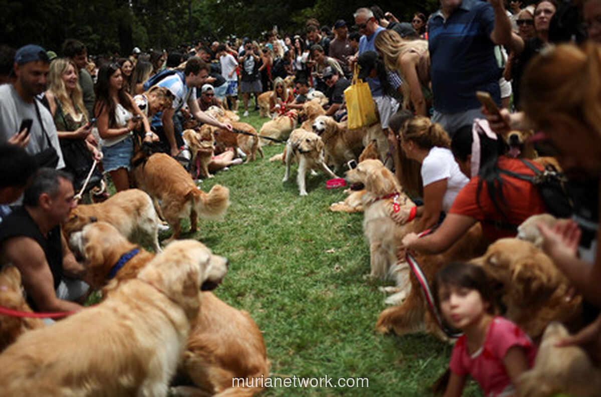 Gelombang Emas Golden Retriever Serbu Buenos Aires untuk Rekor Dunia