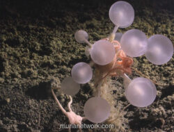 Spons Bola Maut: Penemuan Mengerikan dari Kedalaman Antarktika