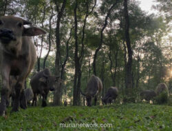 Kampung Kerbau Bulak Pepe: Di Ngawi, Tradisi dan Alam Menyatu dalam Ritme Desa