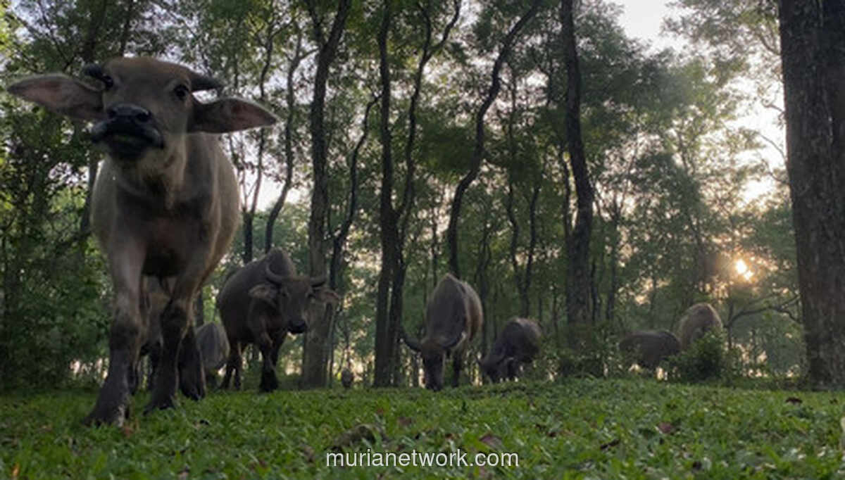 Kampung Kerbau Bulak Pepe: Di Ngawi, Tradisi dan Alam Menyatu dalam Ritme Desa