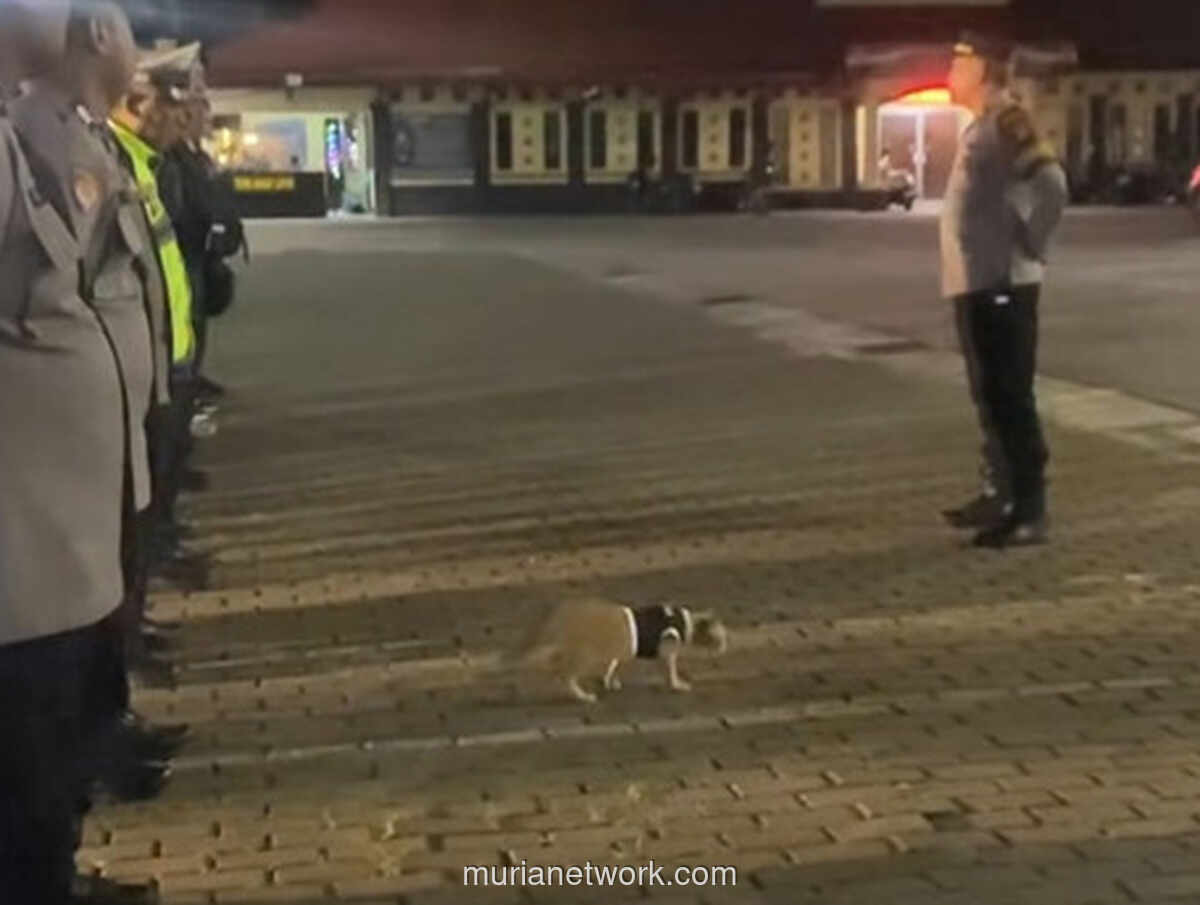 Kucing Berrompi Polisi Nyelonong ke Tengah Apel Malam Polresta Pontianak