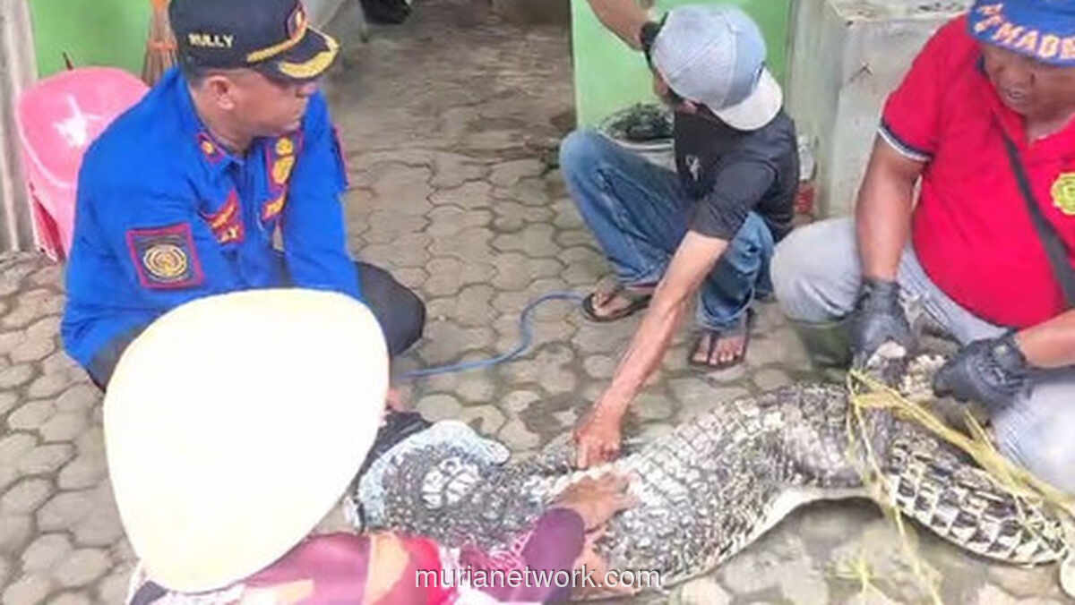 Nunung, Buaya Peliharaan 28 Tahun, Akhirnya Dievakuasi di Natar