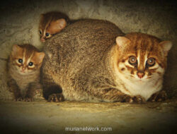 Kucing Kepala Datar, Spesies yang Dikira Punah, Muncul Kembali di Thailand Setelah 30 Tahun