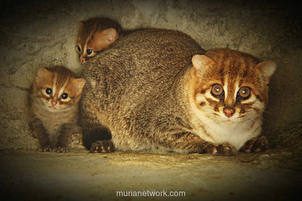 Kucing Kepala Datar, Spesies yang Dikira Punah, Muncul Kembali di Thailand Setelah 30 Tahun