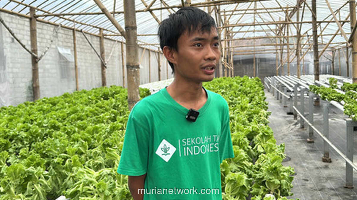 Petani Hidroponik Madiun Raup Omzet Ganda Berkat Program Makan Bergizi