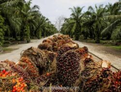 Petani Sukamara Nikmati Rp 3 Juta per Hektar Tiap Bulan, Tanpa Ribet Urus Kebun