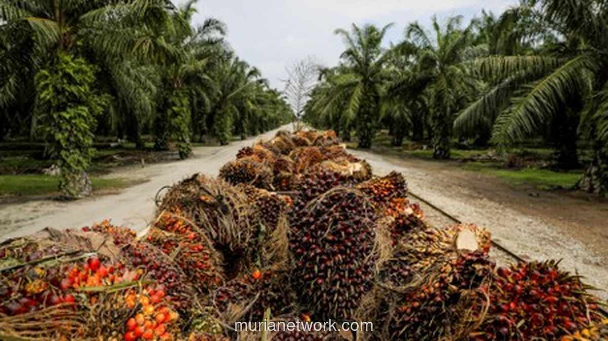 Petani Sukamara Nikmati Rp 3 Juta per Hektar Tiap Bulan, Tanpa Ribet Urus Kebun