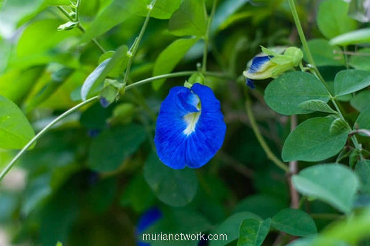 Bunga Telang: Si Biru yang Menyimpan Segudang Khasiat dan Mudah Ditanam di Rumah