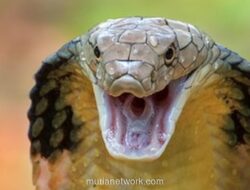 Duel Sengit King Kobra vs Sanca Gegerkan Warga Tasikmalaya