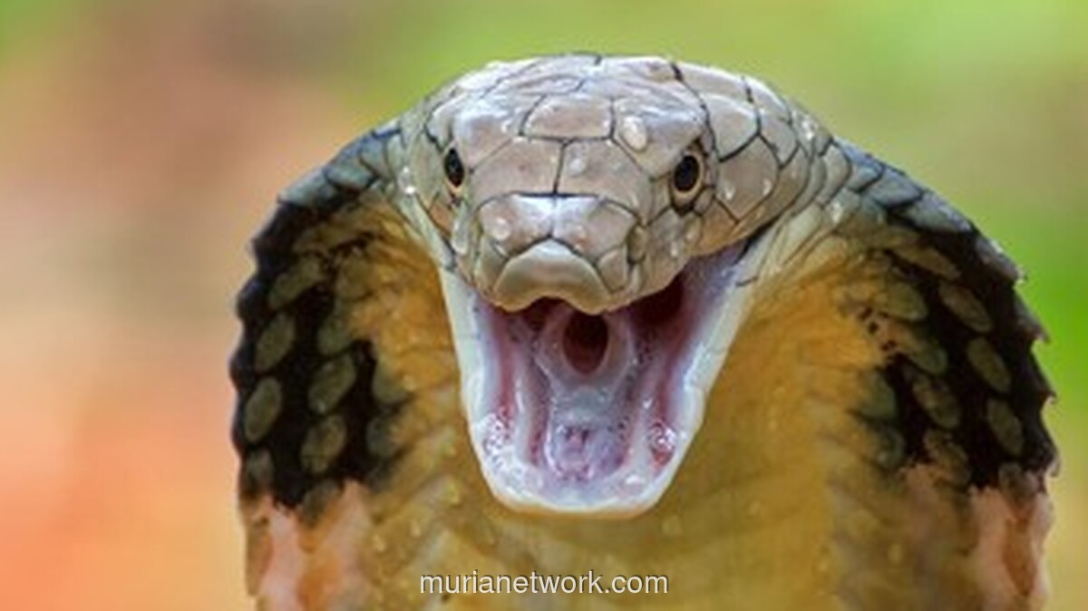 Duel Sengit King Kobra vs Sanca Gegerkan Warga Tasikmalaya