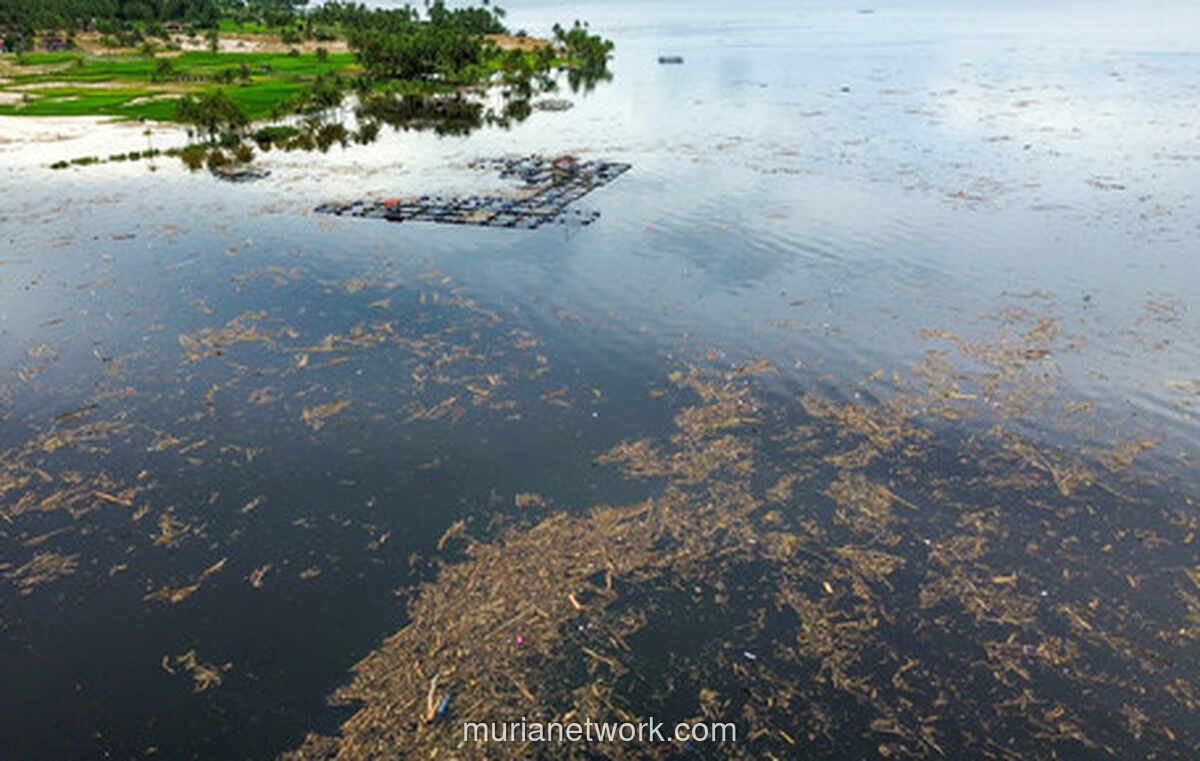 Banjir Bandang di Solok Hanyutkan Gelondongan Kayu hingga Danau Singkarak