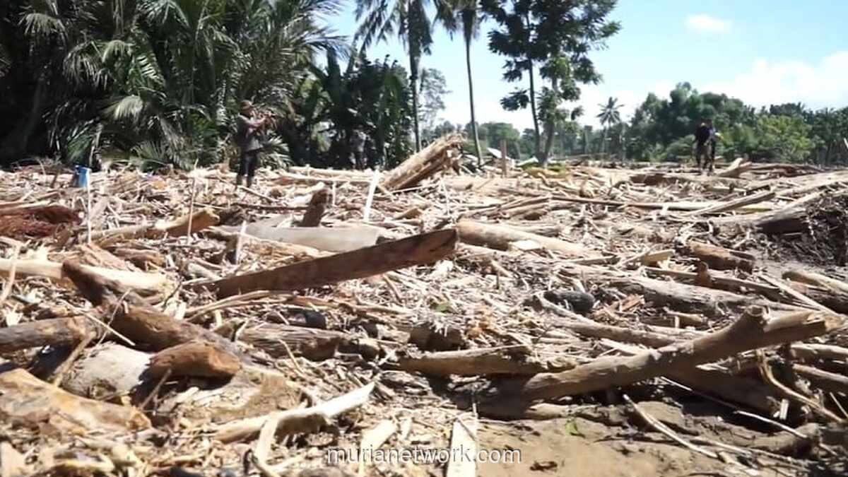 Bupati Aceh Tamiang Minta Payung Hukum untuk Kayu Pasca-Bencana