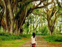 Tiga Destinasi Hits Banyuwangi yang Wajib Dijajal di 2025