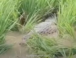 Buaya Sawah Bantargebang Diduga Kabur dari Kandang Peliharaan