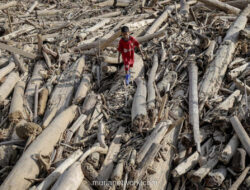 Tumpukan Kayu Gelondongan Bikin Bingung, DPR Desak Pemerintah Beri Kepastian
