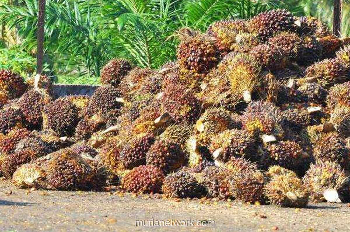 Sentimen China dan Biodiesel Dorong Harga CPO Menguat Dua Hari Berturut-turut