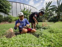 Kemangi di Sela Megaproyek: Kisah Petani Kota yang Bertahan di Pesisir Jakarta
